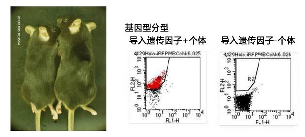 ES细胞・iPS细胞培养用血清代替品- 诺扬生物