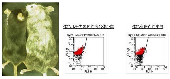 ES细胞・iPS细胞培养用血清代替品- 诺扬生物