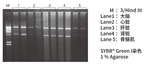 Wako:線粒體DNA提取試劑盒—mtDNA Extractor® CT Kit