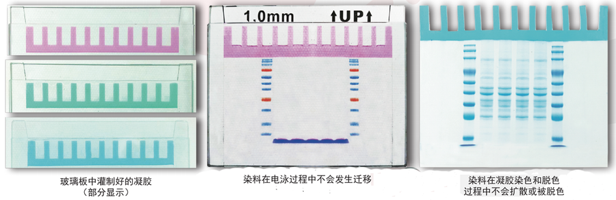 雅酶PAGE 凝胶快速制备试剂盒 【PG110 PG111 PG112 PG113 PG114】_01.png