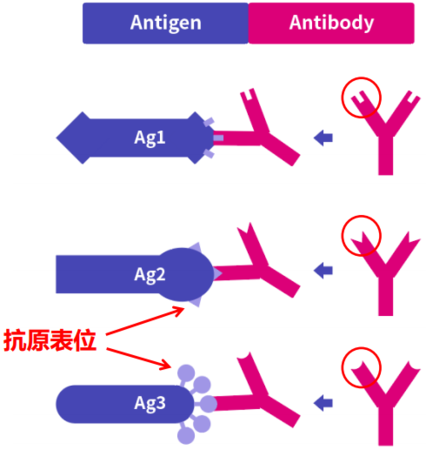 诺扬生物