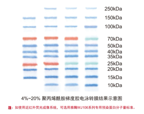 雅酶蛋白預染marker來支援進口缺貨不用煩