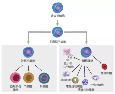 造血干细胞发育图图片