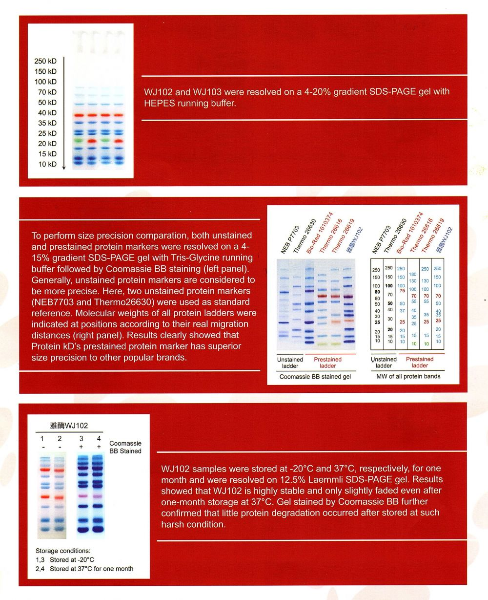 雅酶彩虹预染蛋白marker 诺扬生物